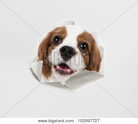Dog And Paper