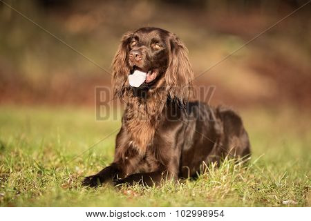 Purebred Pointer Dog