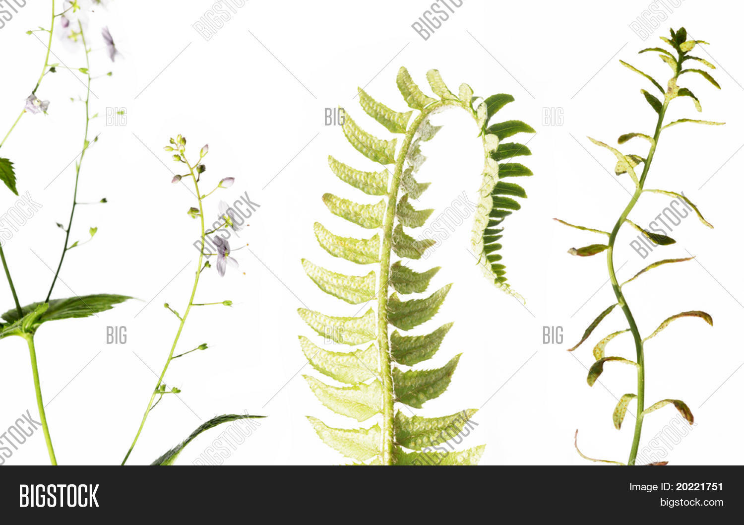 Three Different Types Image & Photo (Free Trial) Bigstock