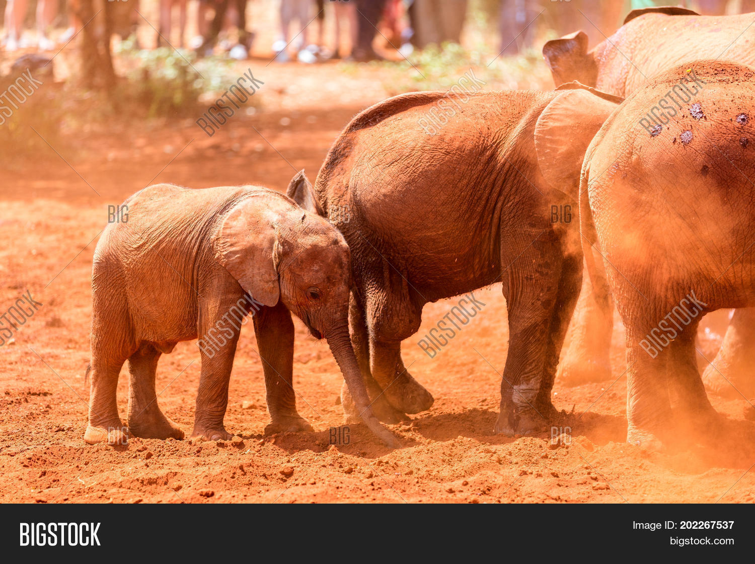 Close Elephant Safari Image & Photo (Free Trial) Bigstock