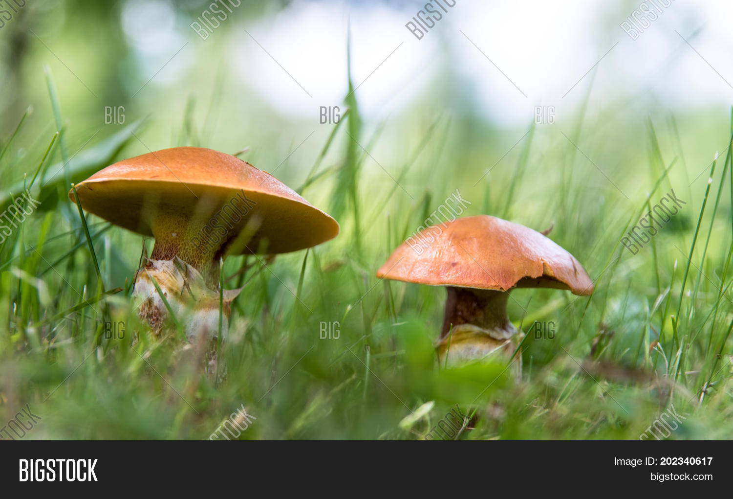Image Preview