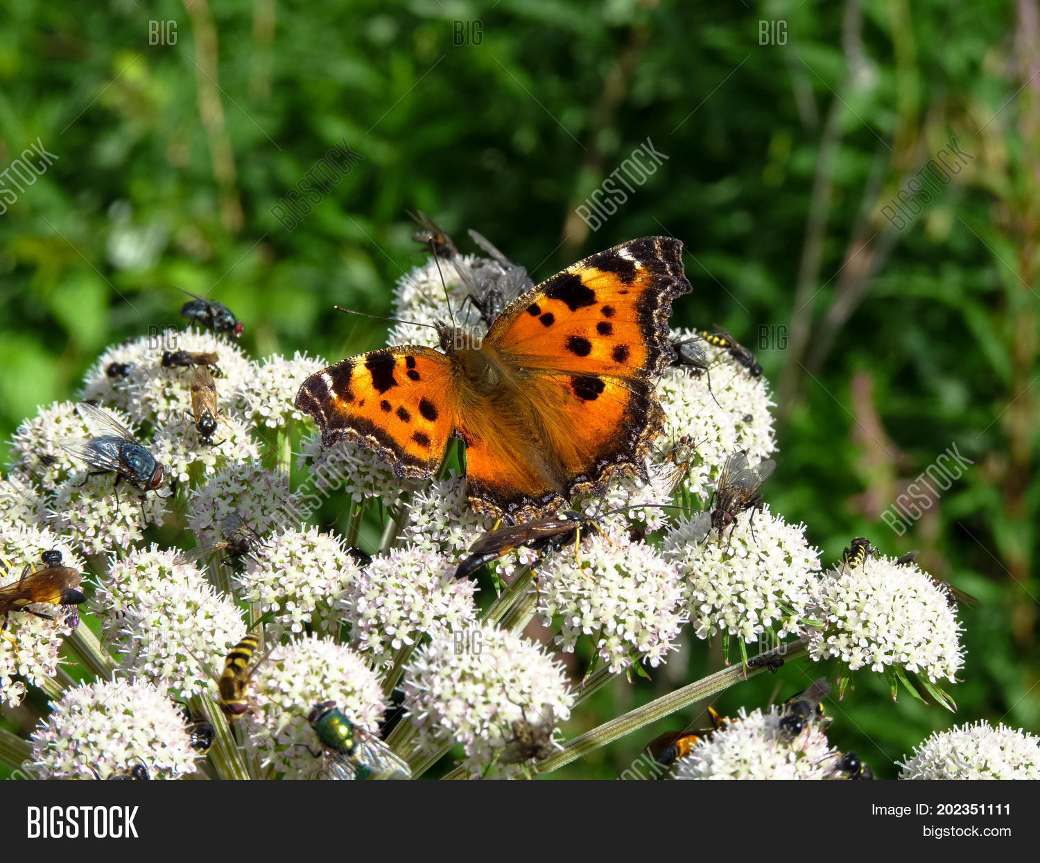 Image Preview