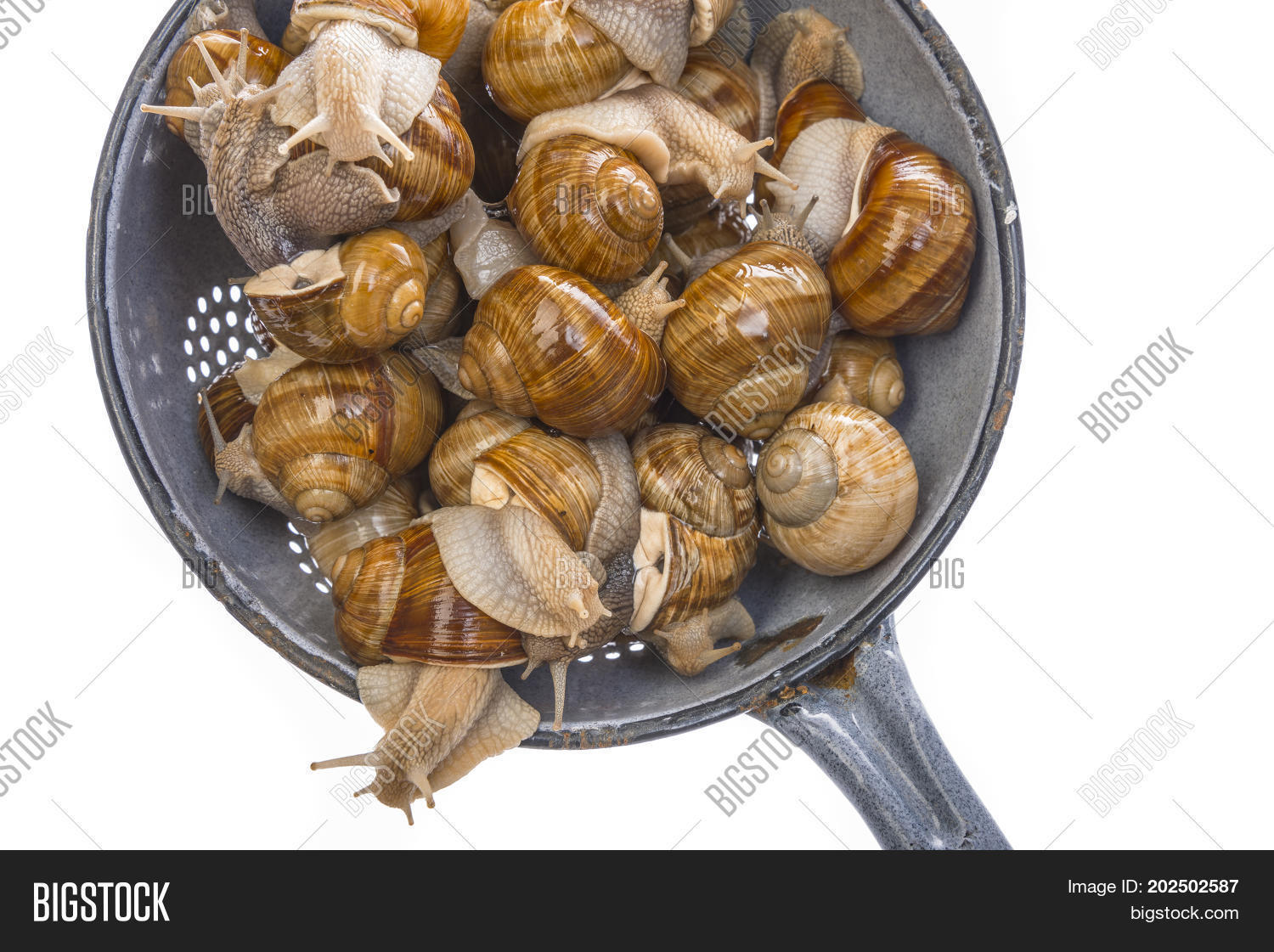 Image Preview