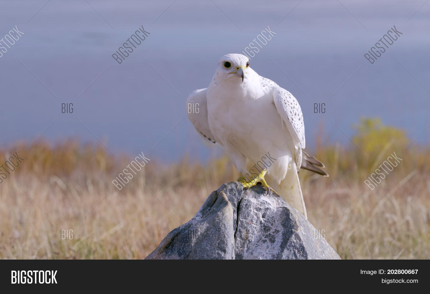 маврикийская пустельга. саудовская аравия соколиная охота. соколиная охота в арабских эмиратах. соколиная охота кречет. ястреб сапсан.