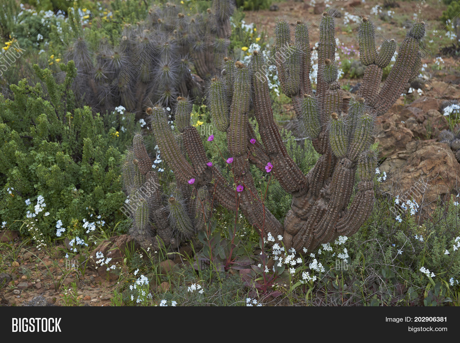 Image Preview