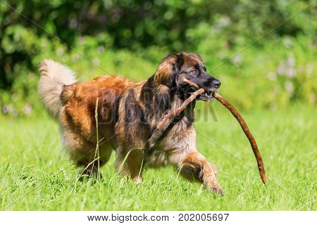 Leonberger Dog With A Branch In The Snout Walking On The Meadow