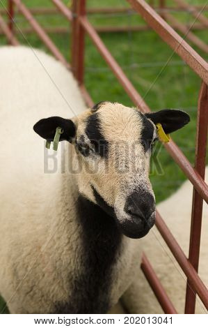 Badger Face Torddu Welsh mountain sheep ewe an ancient breed with it's distinctive black belly and striped facial markings originating in Wales as far back as the 7th century