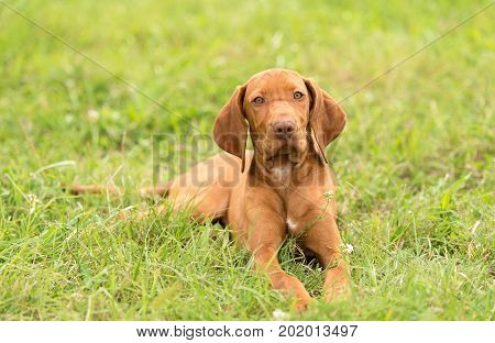 Hungarian Vizsla Dog Portrait
