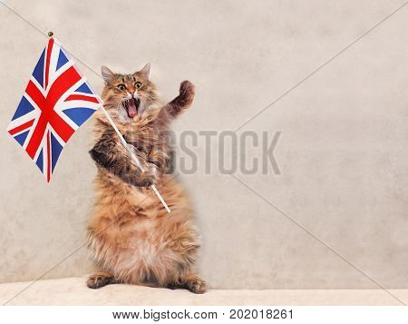 The Big Shaggy Cat Is Very Funny Standing.flag