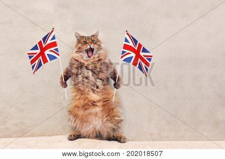 The Big Shaggy Cat Is Very Funny Standing.flag
