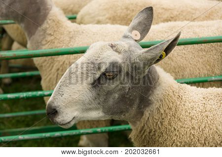 Bluefaced Leicester sheep a long wool breed developed in the 18th century Dishley Leicestershire England with its distinctive blue tinted head