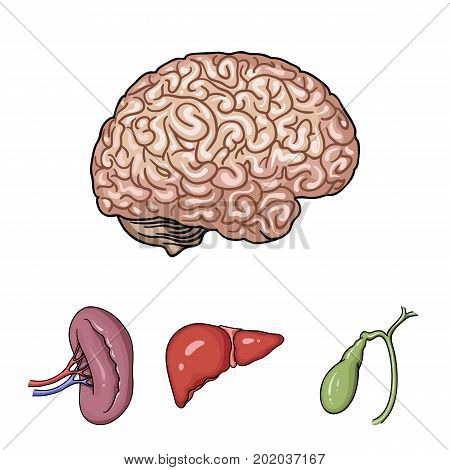 Liver, gallbladder, kidney, brain. Human organs set collection icons in cartoon style vector symbol stock illustration .