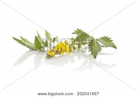 Agrimonia eupatoria common agrimony church steeples or sticklewort isolated on white background. Natural remedy medicinal plant.