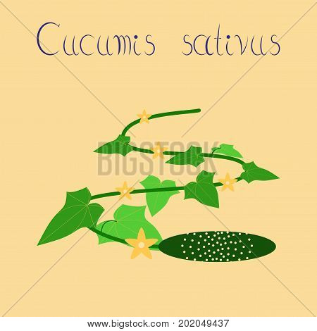 flat illustration on stylish background plant Cucumis