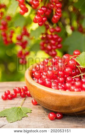 Ripe Red Berry Of Currant In Wooden Bowl On Table On Blurred Background Of Bush Of Currant In Garden Close Up.