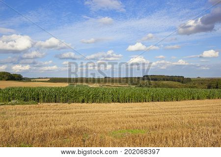 a green maize crop used as pheasant cover on a shooting estate with woodland and wheat stubble under a blue summer sky in the yorkshire wolds