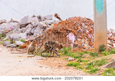 Monkey With Cub, Puttaparthi, Andhra Pradesh, India. Copy Space For Text.