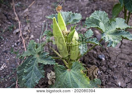 seed left okra plant, seed okra, okra produce seed,