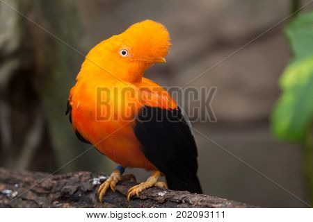 Andean cock-of-the-rock (Rupicola peruvianus), also known as tunki.