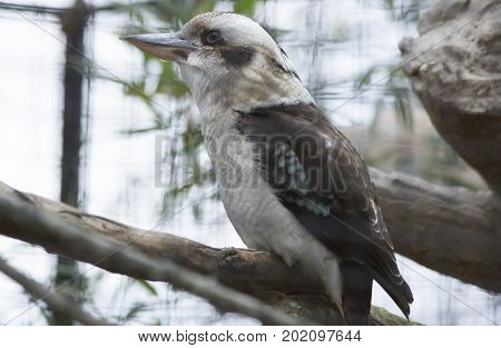 Laughing Kookaburra (dacelo Novaeguineae)