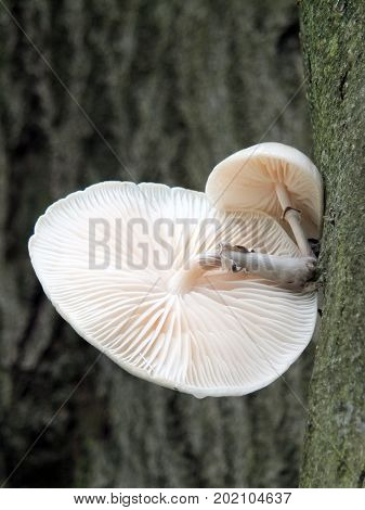 Porcelain fungus growing on a beech tree in autumn