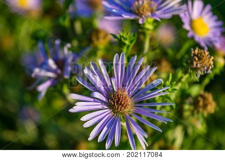 Aster Novi Belgii On Natural Green Background.