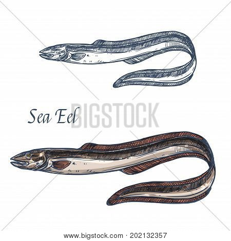 Eel fish vector sketch icon. Isolated sea or river eel species. Isolated marine fauna animal symbol for zoology, seafood or fish food restaurant sign emblem, fishing club or fishery market