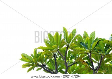 Green leaves separated from white background with copy space for add text message