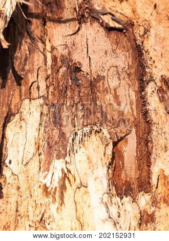 Close Up Texture Of Wood Bark On Tree Cut Into