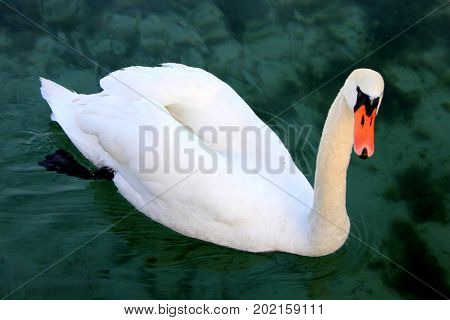 Close portrait of young swan. Pond on a background