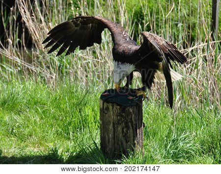 A large fish eagle settling down on a tree stump