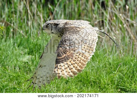 Nice Dutch (eagle) owl in full flight.