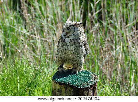 Large eagle owl sitting on a tree stump