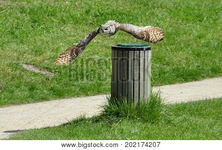 Eagle owl taking off from a dust bin
