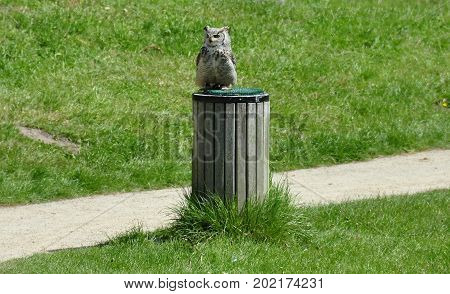 An owl resting a dust bin, looking around