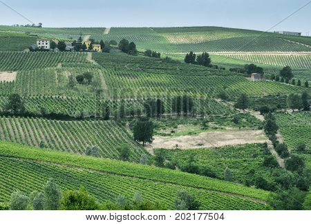 Rural landscape at summertime along the road from Vicobarone (Piacenza Emilia Romagna Italy) to Santa Maria della Versa (Pavia Lombardy) in the Tidone valley. Vineyards.