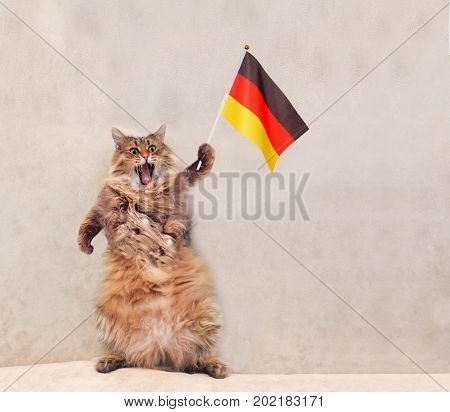 The Big Shaggy Cat Is Very Funny Standing.flag