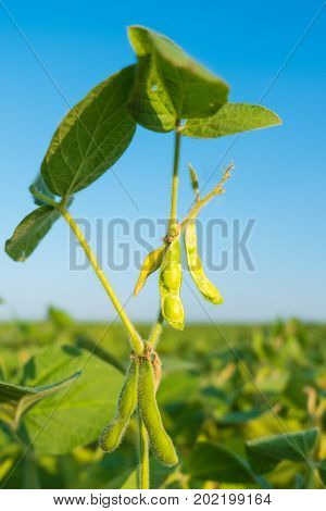 Ripe pods of soy beans green against the sky.