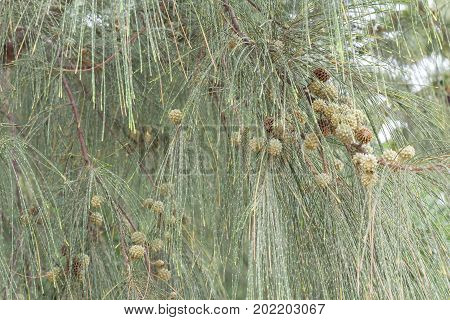 Branch of pine tree and pine cones Larix leptolepis