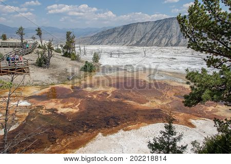 Bacteria and Algea color the Minerva Terrace in Mammoth Hot Springs, Yellowstone National Park, WY