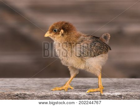 Baby chicken in poultry farm. Cute little newborn brown chick standing on wood. Newly hatched bird on a chicken farm.