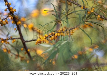 Branch Of Seabuckthorn With Ripe Berries