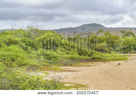 Landscape Scene, El Garrapatero, Galapagos, Ecuador