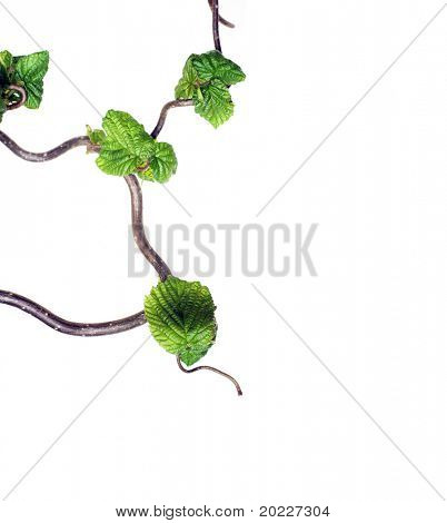 gnarly grene med unge blade på hvid baggrund