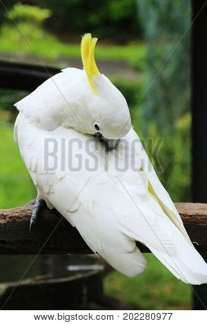 Macore bird parrot beautiful in the zoo