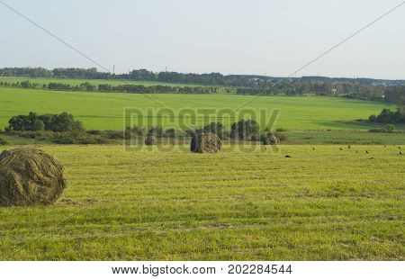 haymaking, harvesting in the fields and hills