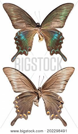 Papilio Maackii Butterfly