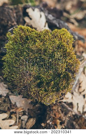 Forest floor background and texture with moss. Mossy old tree trunk. Forest foliage background. Abstract organic texture and background for designers. Macro view of moss and lichen with dry leaves.