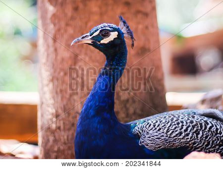 A peacock resting beside a tree in the monkey forest