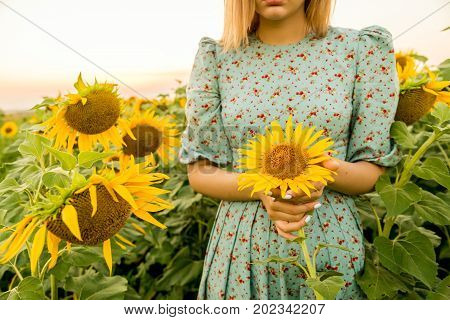 Close up young woman holding bright yellow sunflower in field